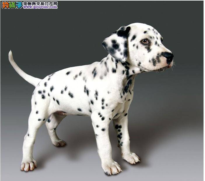 斑点狗吃完德国拜耳驱虫药可以吃饭吗