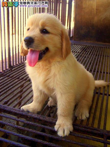 怎样给金毛犬挤肛门腺 求解答