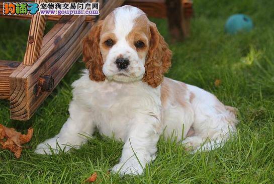 可卡犬感冒，拉果冻状的便便应如何医治