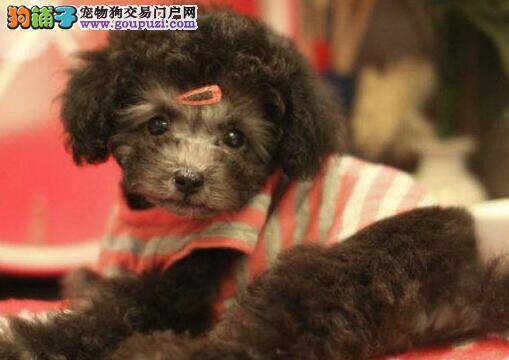 我家贵宾犬的腿为什么一抽一抽的