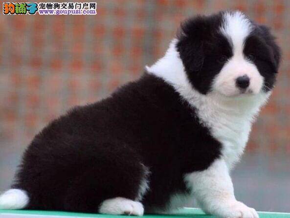 边境牧羊犬的成长不需要过多的零食