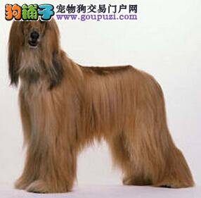 医疗圣经之阿富汗猎犬易患哪些眼疾