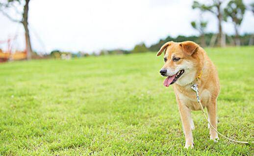 柴犬之所以咬人，你可能触犯了它这些底线