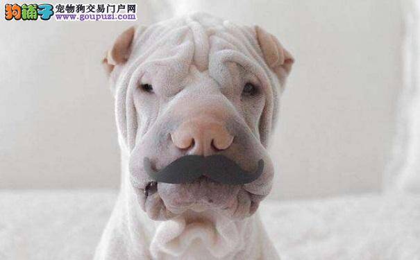 沙皮狗中暑与热衰竭的症状以及治疗方法