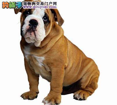 如何从医学的角度上说明斗牛犬肥胖的定义