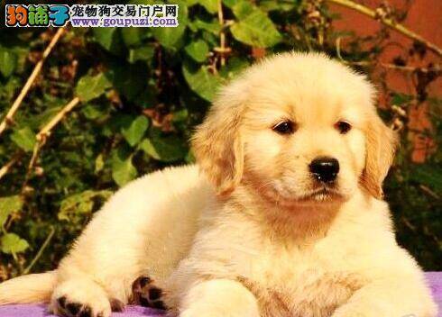 选购健康的金毛犬有哪些意见