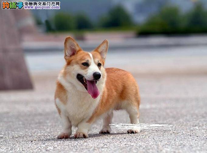 导致柯基犬眼珠变蓝色的原因