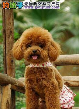 狗狗干净利索更可爱 如何做好贵宾犬的剪护工作