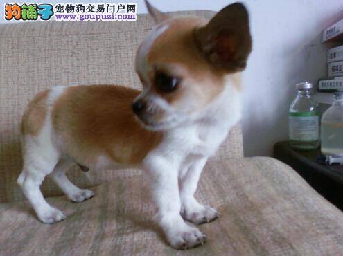 论给吉娃娃梳理毛发的重要性有哪些