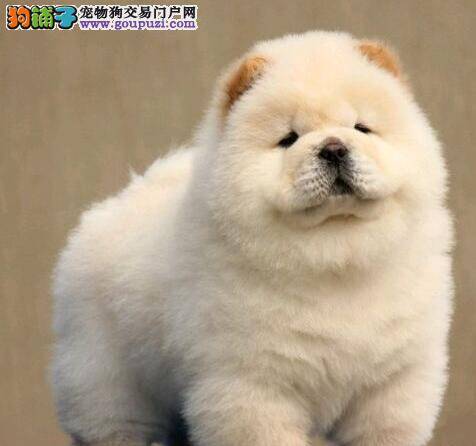 难道松狮犬天生爱叫吗