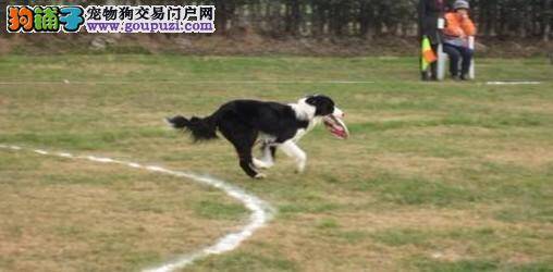 参加空犬杯飞盘狗公开赛，与狗狗过一个快乐的元旦