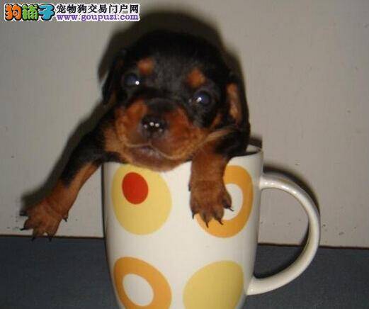 谈谈给茶杯犬美容清洁的目的