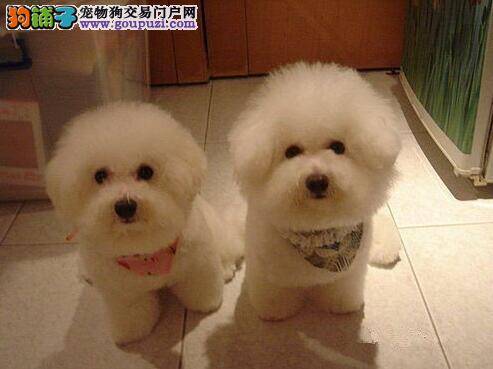区分狗狗间的不同 掌握卷毛比熊犬的选购要点