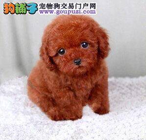 贵宾犬得了犬瘟热自己在家用什么药治疗呢