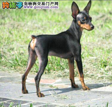 春季多防虫 如何防治小鹿犬感染寄生虫