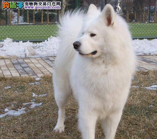 训练一笑而过 轻松培养爱宠萨摩耶的服从性