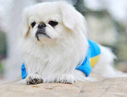 我家京巴犬乱吃垃圾，要怎么办