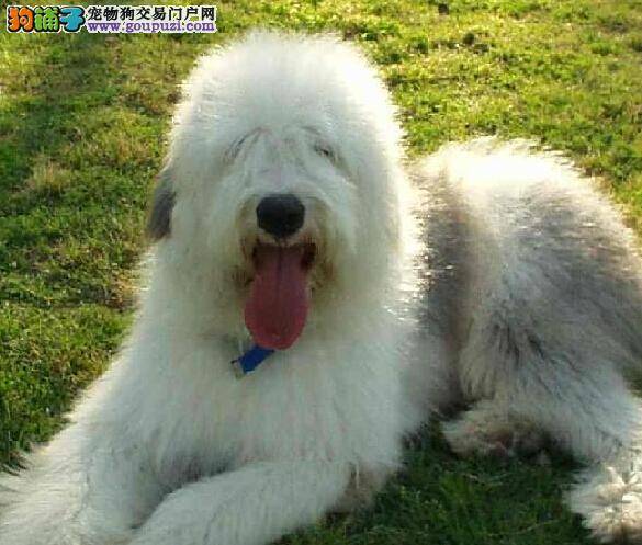 选购1001招 轻松识别古代牧羊犬的健康问题