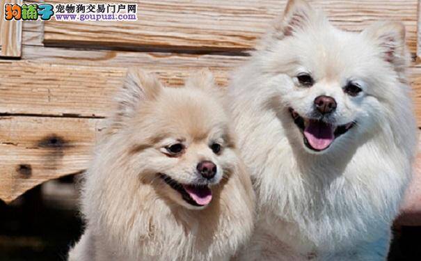 如何选购博美犬 购买博美幼犬的方法