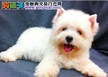 三个月的西高地便便有点软是什么情况