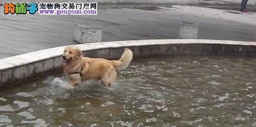 冬季天气寒冷，狗狗玩水也疯狂会生病么