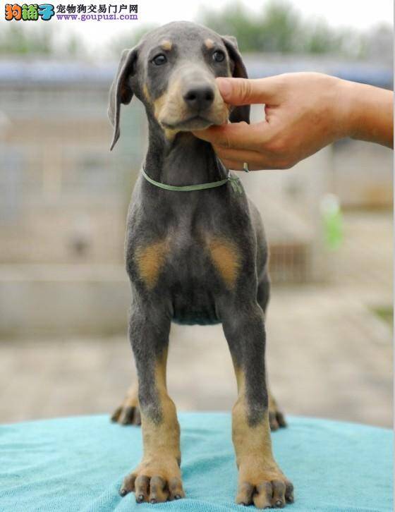 在杜宾犬幼年时代如何对其进行良好的教育