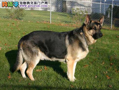 安全的做法 推崇带系上狗链的德国牧羊犬散步