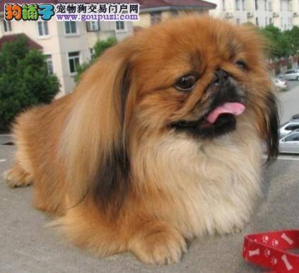 京巴狗在日常生活中需要哪些营养品
