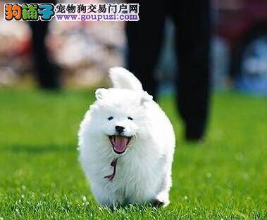 怎样让萨摩耶才能乖乖的吃饭