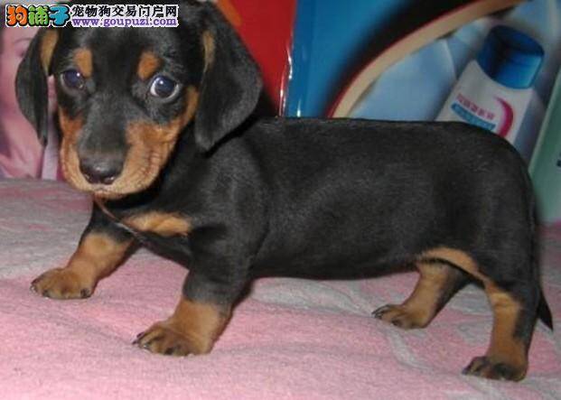 腊肠犬鼻子干裂，这是生病了吗