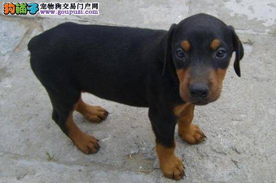 刚到新家的杜宾犬呕吐狗粮如何是好