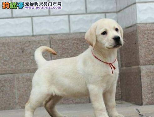 拉布拉多犬睡醒后总是干呕怎么办