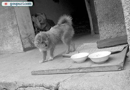 厦门市本月底彻查无证犬宠物医院“贩犬”要重罚