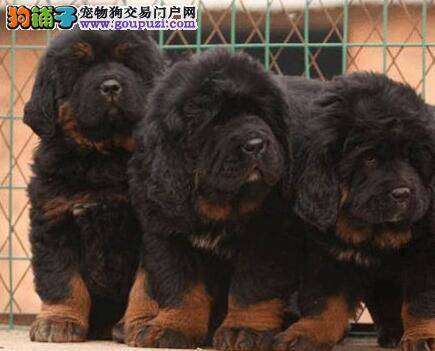 藏獒这几天总干呕是什么情况