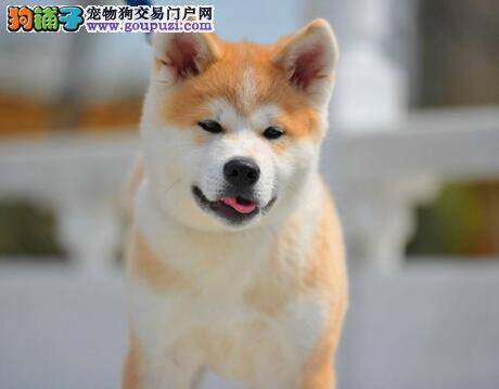 秋田犬患上抑郁症的原因与具体表现