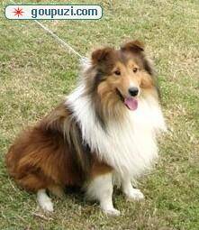 与喜乐蒂犬外出遛弯的应避免哪些情况