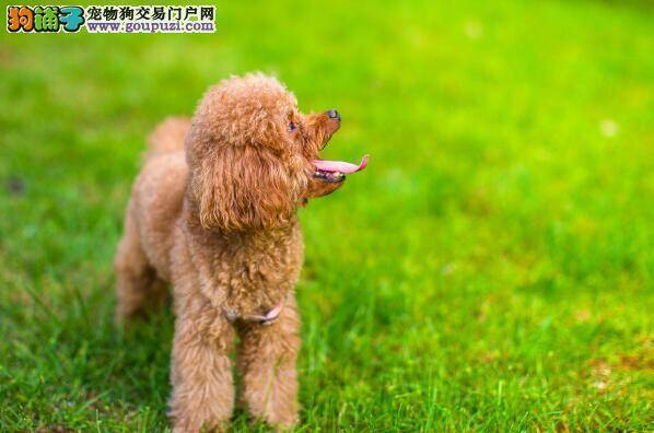 教你这样选狗粮 列举贵宾犬狗粮的几种挑选原则