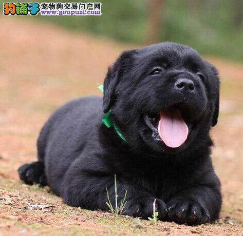 我家拉布拉多犬不喜欢梳理毛发怎么办