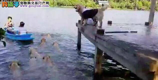 主人划船结婚  狗狗以为被弃养失控跳下水