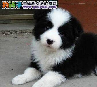 边境牧羊犬在宠物店寄养了几天，回家后不吃东西