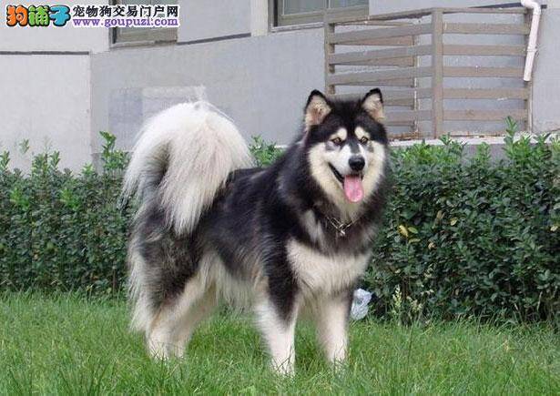 【阿拉斯加犬价格】纯种阿拉斯加犬多少钱一只（全国报价）