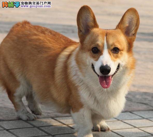 威尔士柯基犬胃肠道寄生虫的防治方法