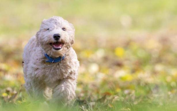 怎样去除比熊犬身上的异味呢