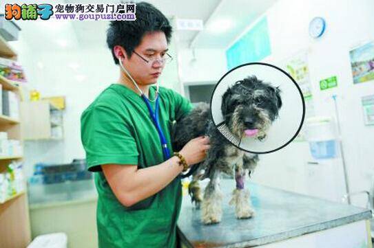 遗弃忠犬执着寻找主人 40多天回家主人感动落泪