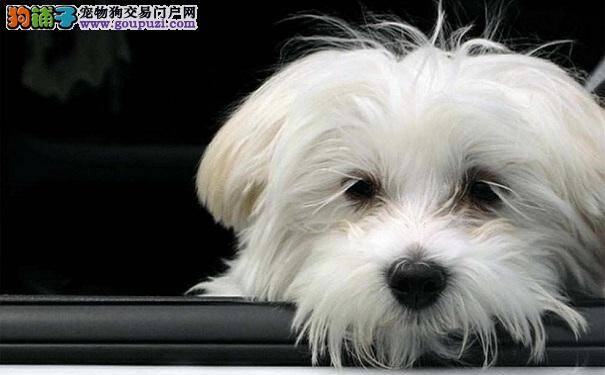 西施犬出现窒息怎么办