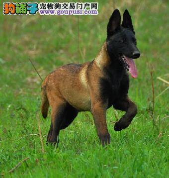 马犬身上有虱子怎么办