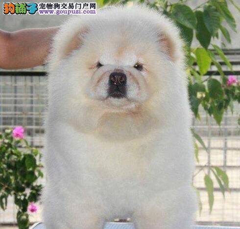 怎样购买容易驾驭的松狮犬