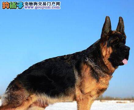 饲养德国牧羊犬需要注意哪些方面