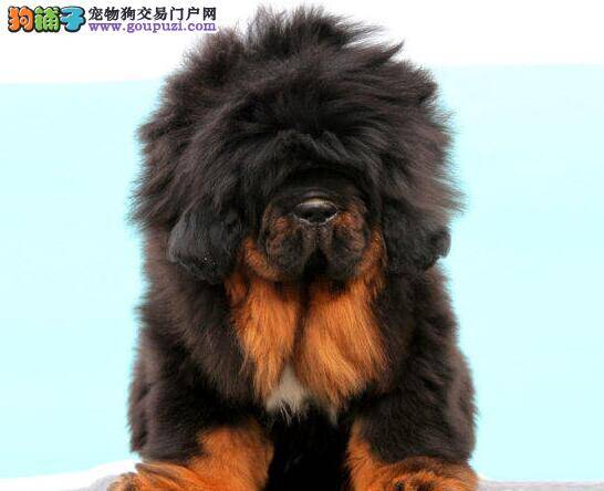 藏獒准备做绝育手术需要注意什么