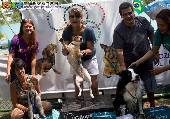 巴西首届狗狗奥运会，米格鲁勇夺跳水金牌